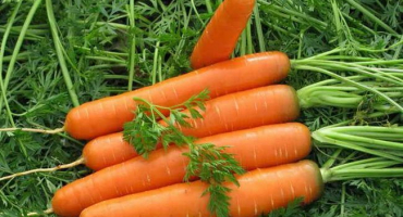 Pěstování mrkve – ohromující výsledky