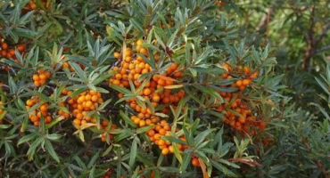 Způsoby a metody chovu rakytníku doma