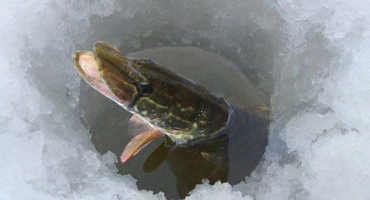 Způsoby a vlastnosti zimování dravých a mírumilovných ryb