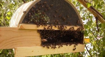 Diy metody výroby roje pro včely