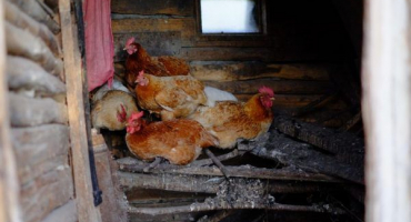 Způsoby vytápění kurníku v zimě