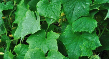 Metody zpracování okurek s brilantní zelenou