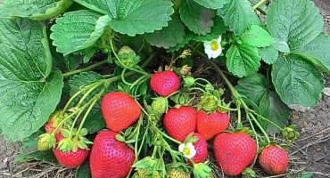 Způsoby, jak omladit staré jahody