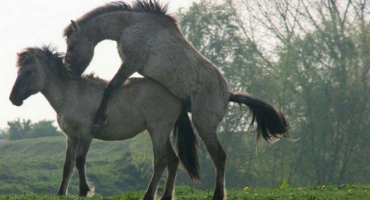 Jak jsou koně inseminováni a jejich výhody, březost a porod