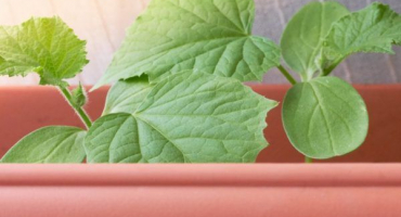 Způsoby krmení okurek kvasnicemi