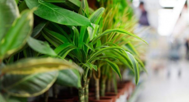 Metody chovu fíkusů doma - pravidla a doporučení