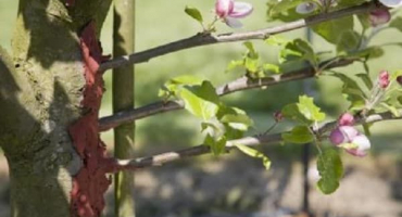 Metody množení jabloní doma řízkováním v létě, péče o rostliny