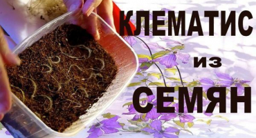 Metody chovu plamének semeny, výsadbou a pěstováním doma