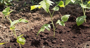 Metody šlechtění pro pravidelné a remontantní maliny