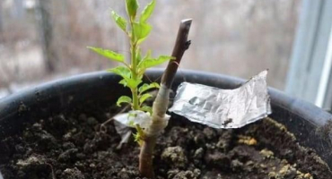 Metody šlechtění švestek doma v létě, na podzim a na jaře