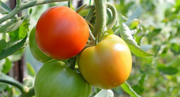 Způsoby, jak urychlit zrání rajčat