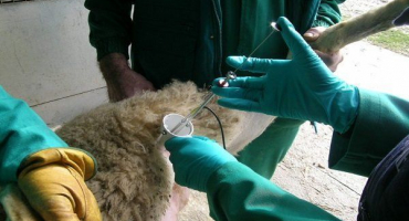 Metody, podmínky a pravidla pro inseminaci ovcí