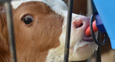 Způsoby krmení telat