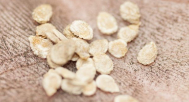 Metody kalení semen rajčat