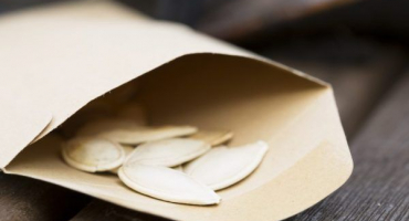 Metody namáčení semínek cukety