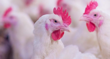 Srovnání brojlerových kříženců cobba a rosse