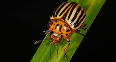 Prostředky pro zpracování brambor a pravidla pro postup