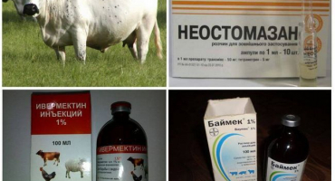 Prostředky a léky pro léčbu krav od klíšťat doma