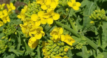 Urychleně zasejte hořčici, zbaví vás plevele a chorob