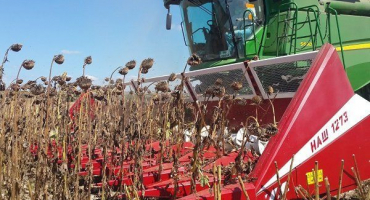 Termíny a metody sklizně slunečnice