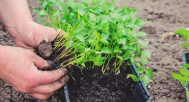 Termíny sběru pepře v roce 2022