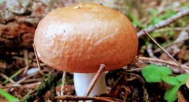 Načasování výskytu hub po dešti