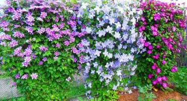 Termíny výsadby a péče o plamének na sibiři, nejlepší odrůdy a pravidla pěstování