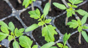 Termín výsadby rajčat v březnu