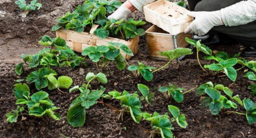 Termíny pro výsadbu jahod pro sazenice a na otevřeném prostranství