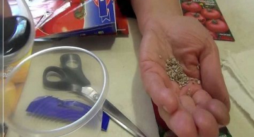 Výsev datlí rajčat pro sazenice na sibiři