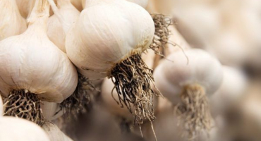 Termíny sklizně v roce 2022