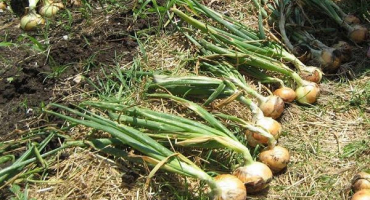 Načasování sklizně cibule na uralu, doba, kdy kopat