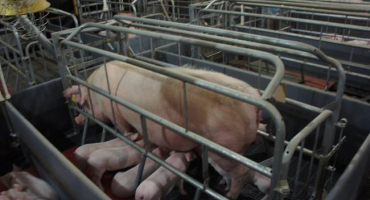 Porodní bedna pro prasnice: kritéria výběru + vlastní výroba klece