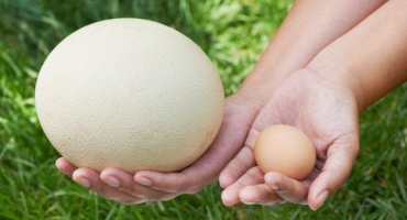 Pštrosí vejce: plná charakteristika zdravé pochoutky