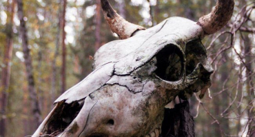 Stavba lebky krávy a jejích součástí, anatomie rohatého zvířete