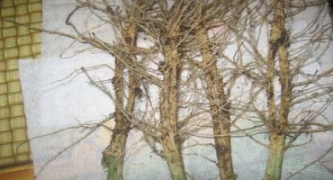 Struktura kořenového systému okurek, hilling a uvolnění