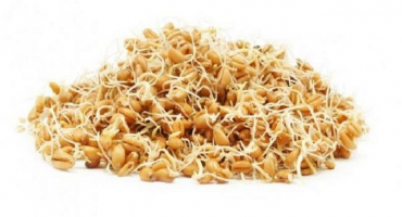 Stavba nosatce a z jakých částí se skládá pšeničný klíček, čím je semeno pokryto