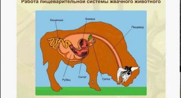 Stavba žaludku u přežvýkavců a rysy trávení, nemoci