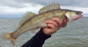 Candát: životní styl ryb, rybolov, chov a odchov