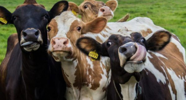 Období sucha u krav