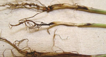 Stávající choroby a škůdci tabáku, jak určit infekci