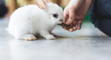 Denní krmné dávky pro králíky