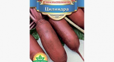 Válcová řepa - stolní odrůda střední sezóny