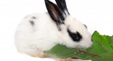 Řepa a její vrcholy v jídelníčku králíků