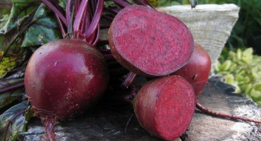 Pablo červená řepa je oblíbený hybrid s vynikající chutí