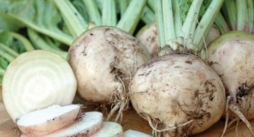 Bílá řepa: popis, výsadba a vlastnosti pěstování