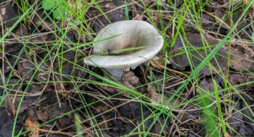 Russula - jak vypadá houba a jak ji jíst