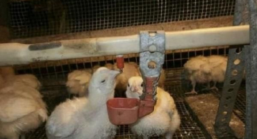 Tabulka a schémata pití kuřat antibiotiky a vitamíny