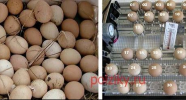 Tabulka inkubačního režimu vajec perliček doma