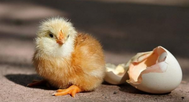 Hmotnostní tabulka brojlerů za den, pokyny pro výpočet přírůstku hmotnosti